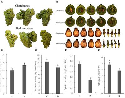 Profiling Analysis of Volatile and Non-volatile Compounds in Vitis Vinifera Berries (cv. Chardonnay) and Spontaneous Bud Mutation